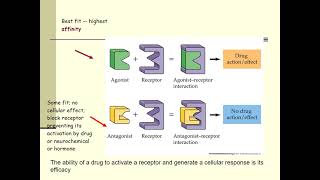 Lecture 4 Pharmacodynamics [upl. by Petronille]