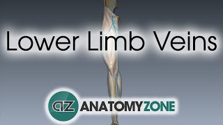 Lower Limb Veins Overview  3D Anatomy Tutorial [upl. by Pasol]