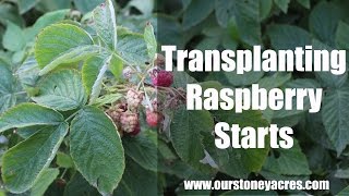 Gardening Tips Transplanting Raspberries Ep 9 [upl. by Dwinnell]