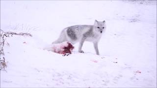 Arctic Fox and Red Fox [upl. by Esinek]