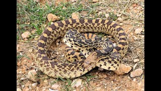 🐍 The Amazing Hissing Bullsnake Sounds just like a Rattlesnake 🐍 [upl. by Ennaisoj]