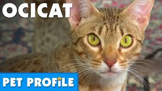 Ocicat Pet Profile  Bondi Vet [upl. by Malin]