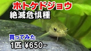 ドジョウ水槽【絶滅危惧種】日本淡水魚 [upl. by Denney]