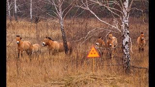 Wildlife Of Chernobyl [upl. by Ahsenal]