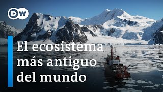 Antártida Un mensaje de otro planeta  DW Documental [upl. by Jamie814]