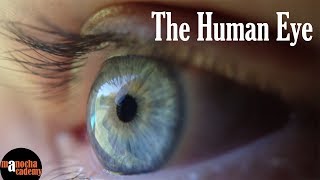 Human Eye [upl. by Lotson]