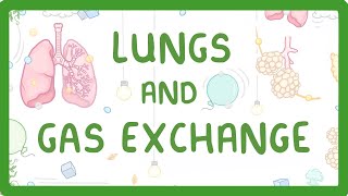 GCSE Biology  Gas Exchange and Lungs 26 [upl. by Nauqit]