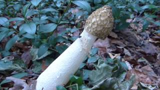 Phallus Impudicus Var Togatus mushroom [upl. by Means826]