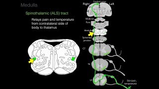 Foundational features of the brainstem [upl. by Odlamur417]