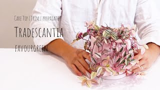 Tradescantia tricolor care Tip  How to grow Wandering jew plant pruning and propagation [upl. by Moclam]