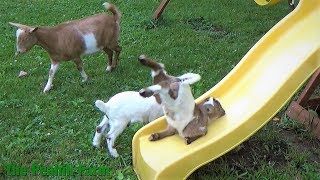 2 week old goats vs slide [upl. by Namad317]