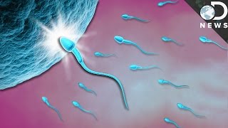 What Exactly Happens When Sperm Meets Egg [upl. by Palma]