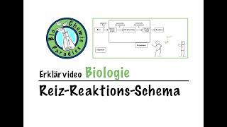 Erklärvideo Biologie – ReizReaktionsSchema [upl. by Micaela558]