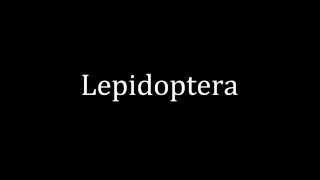 How to pronounce Lepidoptera [upl. by Rog]