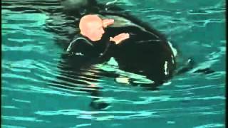 ORCA ASSASSINA ATTACCA ISTRUTTORE  KILLER WHALE attacks INSTRUCTOR [upl. by Allenad298]