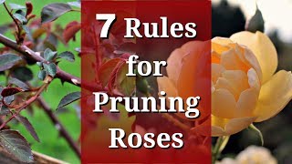 7 Rules for Pruning Roses [upl. by Ahsenhoj911]