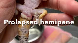 Prolapsed hemipene in a leopard gecko is carefully replaced [upl. by Yam]