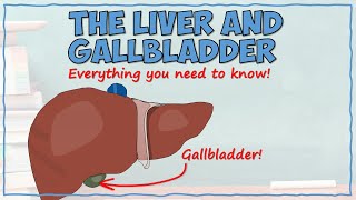 The Liver and Gallbladder [upl. by Aloek]