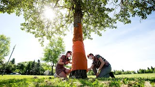 McNally High School prepares for COVID19 grad ceremony [upl. by Fredenburg]