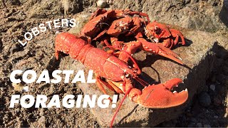 COASTAL FORAGING Lobsters  Velvet Swimming Crabs  Cooking On The Rocks [upl. by Bathesda941]