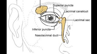 Orbital anatomy tutorial [upl. by Poirer]