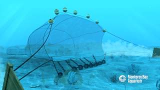 How Seafood is Caught Bottom Trawling [upl. by Mile]