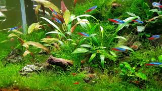 Neon tetra and harlequin rasbora planted aquarium [upl. by Tobias]