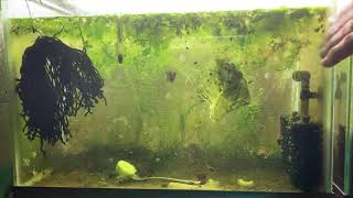 Scuds Daphnia Cherry Shrimp Copepods My aquatic food culture [upl. by Eckel540]