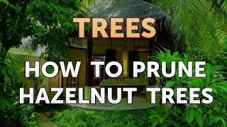 How to Prune Hazelnut Trees [upl. by Harbour]