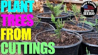 20 Million Tree Challenge  Leyland Cypress Cuttings  Plant Propagation [upl. by Urina120]