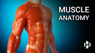 Anatomy of Human Muscles [upl. by Mortimer]