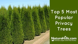 Top 5 Most Popular Privacy Trees  NatureHillscom [upl. by Neel]