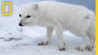 A Friendly Arctic Fox Greets Explorers  National Geographic [upl. by Itin590]