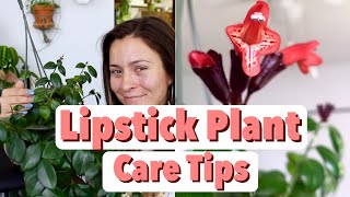 Lipstick Plant Care Tips amp Tricks  Lipstick Aeschynanthus Houseplant Care [upl. by Aitnwahs]