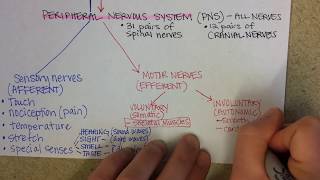 Nervous System Overview [upl. by Gearalt807]