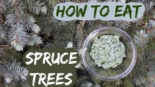 How to eat a spruce tree picking and using spruce tips [upl. by Ciapha]