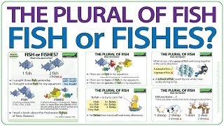 The plural of FISH  Fish or Fishes [upl. by Resiak935]