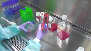 Passaging Cells Cell Culture Basics [upl. by Nwavahs]