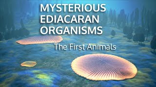 MYSTERIOUS EDIACARAN ORGANISMS  The First Animals [upl. by Isabea599]