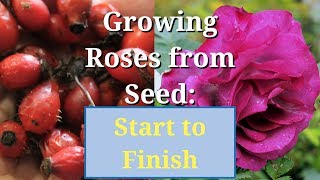 Grow Roses from Seed Start to Finish [upl. by Aivatnohs]