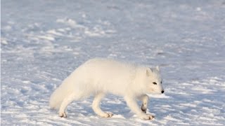 Amazing Facts About The Arctic Fox [upl. by Rehpitsirhc]