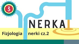 Nerka 3 Fizjologia nerki  układ RAA ANP [upl. by Yeloc]