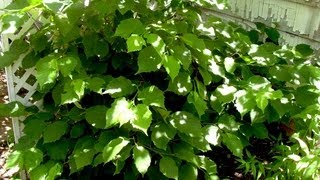 How to grow Hazelnut  Gardening 101 by Dr Greenthumb [upl. by Erialb]