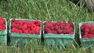 Different Varieties of Raspberries Part 1 [upl. by Namaan]