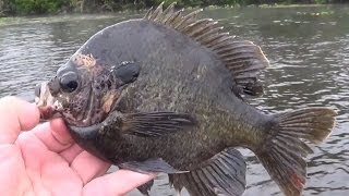 Fly Fishing for Huge Bluegill on the St Johns River Florida [upl. by Sivartal676]