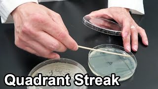 Quadrant Streaking Bacteria  Techniques Demonstration [upl. by Doraj]