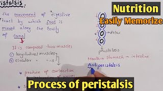 Process Of Peristalsis  Swallowing  Class 11 Biology [upl. by Russon101]