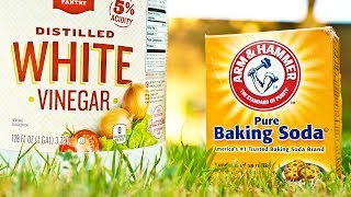 Vinegar vs Baking Soda Weed Killer Comparison [upl. by Griffith297]