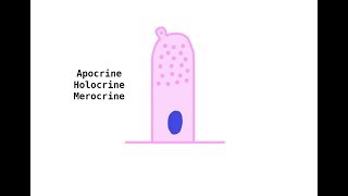 Apocrine Holocrine Merocrine glands [upl. by Onibas]