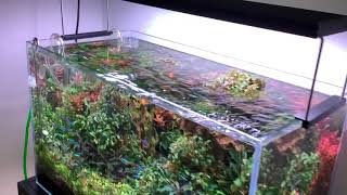 My Bucephalandra tank [upl. by Melessa]